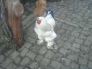 cocos brahma