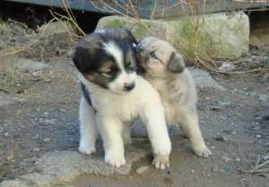 ofer spre adoptie