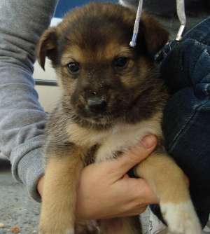 ofer spre adoptie