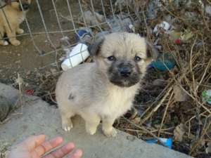 ofer spre adoptie