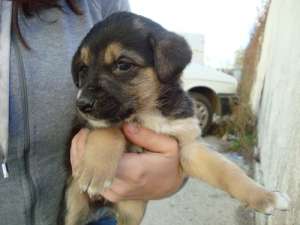 ofer spre adoptie