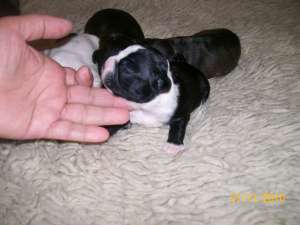 buldog franceze