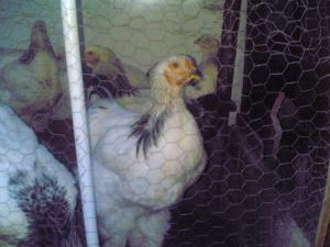 cocosi brahman