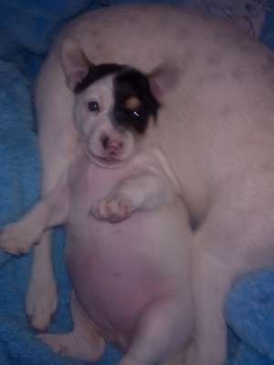 Vand femela Jack Russell Terrier