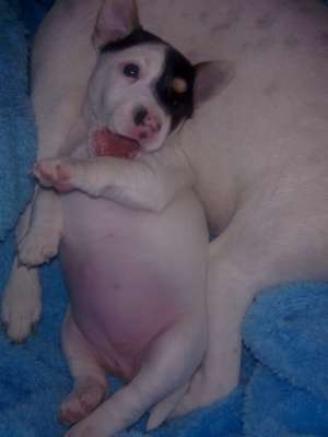 Vand femela Jack Russell Terrier