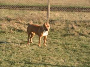 vand femela Amstaff