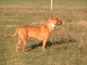 vand femela Amstaff