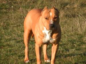 vand femela Amstaff