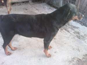 Rottwieler de vanzare