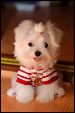 adopt caine rasa bichon