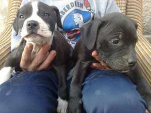 Vand pui amstaff,  rasa pura
