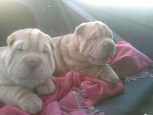 pui shar-pei deosebiti!