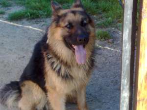 ofer mascul ciobanesc german de lucru pt monta gratis