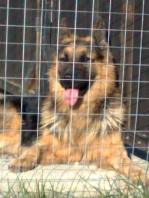 ofer mascul ciobanesc german de lucru pt monta gratis