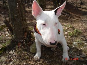 mascul bullterier de vanzare