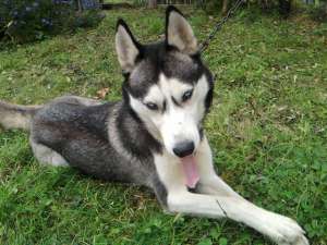 femela husky  de varsta de 8 luni