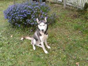 femela husky  de varsta de 8 luni