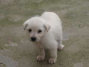 Catelusi micuti si pufosi spre adoptie