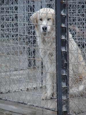 Mascul superb probabil un kuvasz spre adoptie