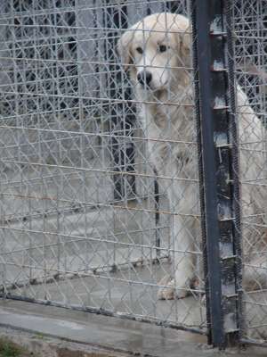 Mascul superb probabil un kuvasz spre adoptie