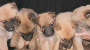 vand pui ciobanesc belgian malinoix