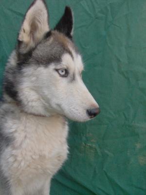 Husky De V�nzare