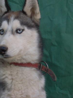 Husky De V�nzare