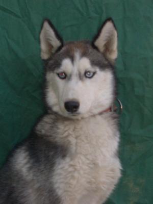 Husky De V�nzare