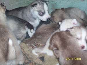vand Husky -pui