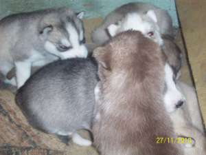 vand Husky -pui