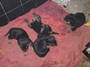 Vand pui rottweiler (masculi)