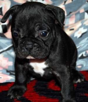 bulldog francez