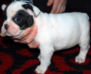 bulldog francez