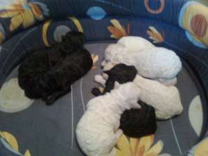 Vand Cadoul IDEAL pentru Craciun! Pui rasa Caniche