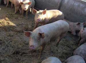 vand porci soldani scrofite pic si rasa mangalita
