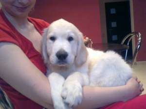 vand pui golden retriever