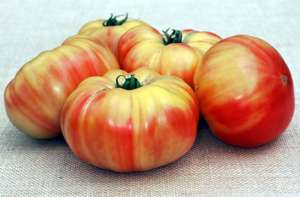 Preluam comenzi pentru rasaduri de rosii colorate