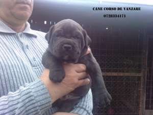 cane corso pui femele si masculi