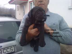 cane corso pui femele si masculi