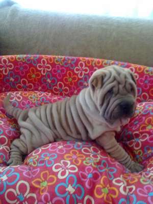 SUPEROFERTA SHAR-PEI SUPERBI 8 SAPT