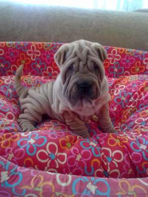 SUPEROFERTA SHAR-PEI SUPERBI 8 SAPT
