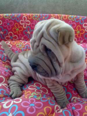 SUPEROFERTA SHAR-PEI SUPERBI 8 SAPT