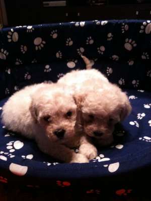 bichon frize albi