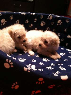 bichon frize albi