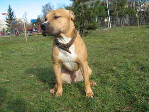 Ofer Mascult Pentru Monta Amstaff