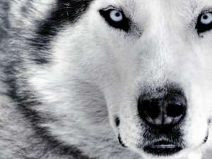 Adopt siberian husky sau malamut de alaska