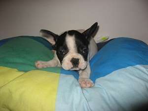 BULLDOG FRANCEZ de vanzrae