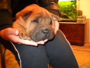 vand puiuti de shar-pei