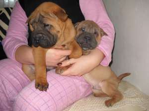 vand puiuti de shar-pei