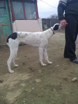 Vand ogar greyhound